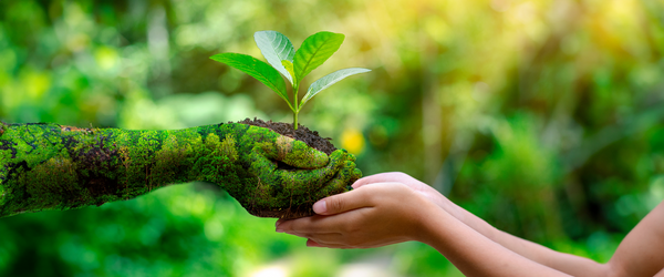Ayurveda and the Environment: A Combination of Wholeness